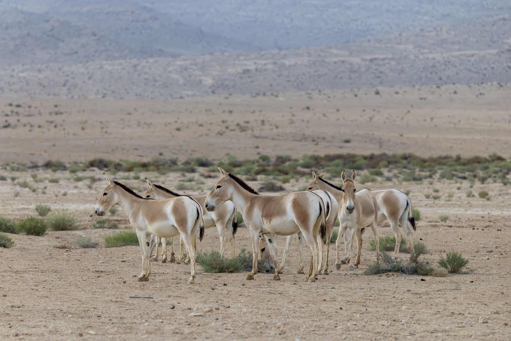 פראים במדבר